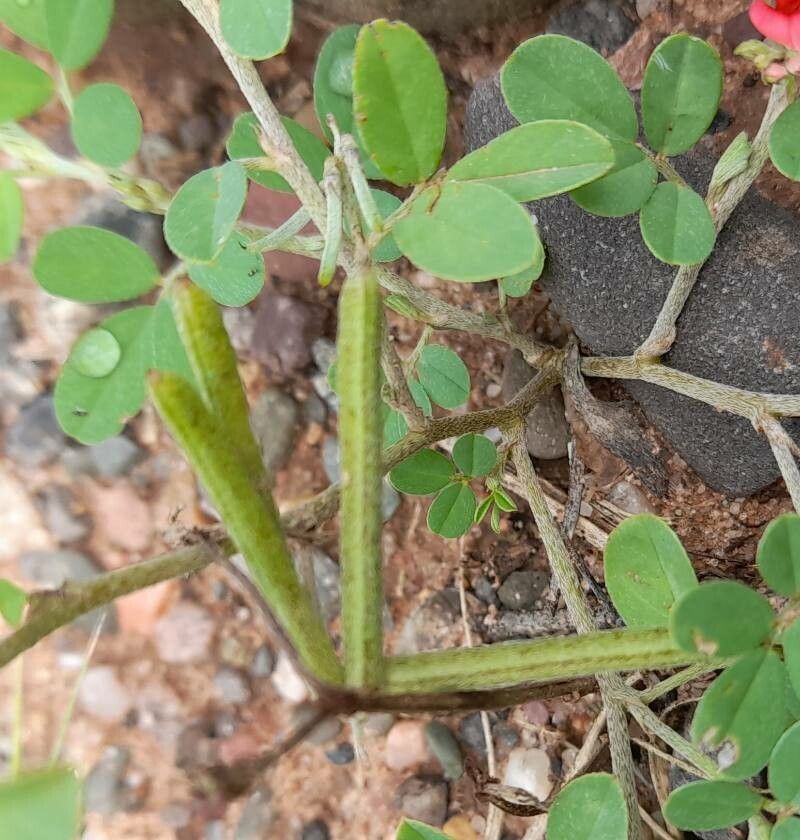 Indigofera parodiana fruit