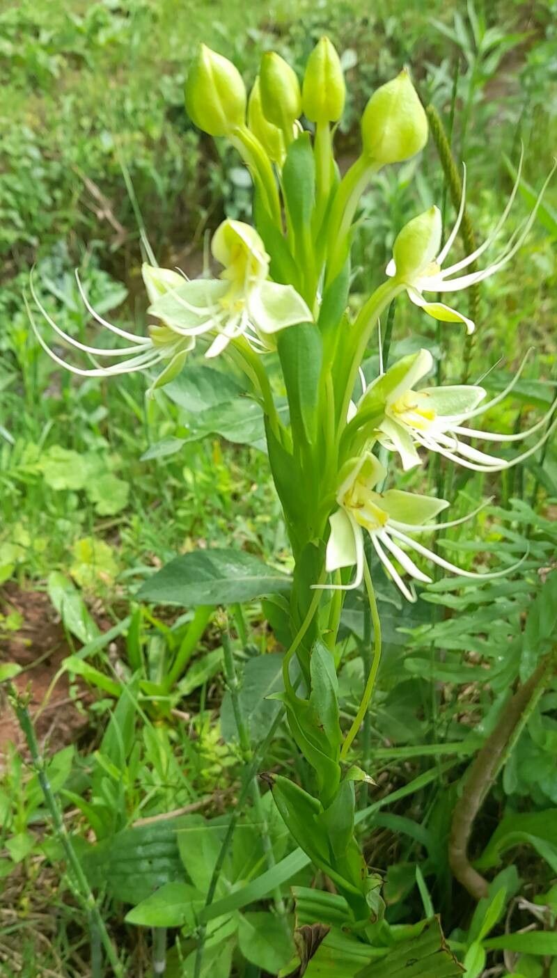 Habenaria gourlieana habit