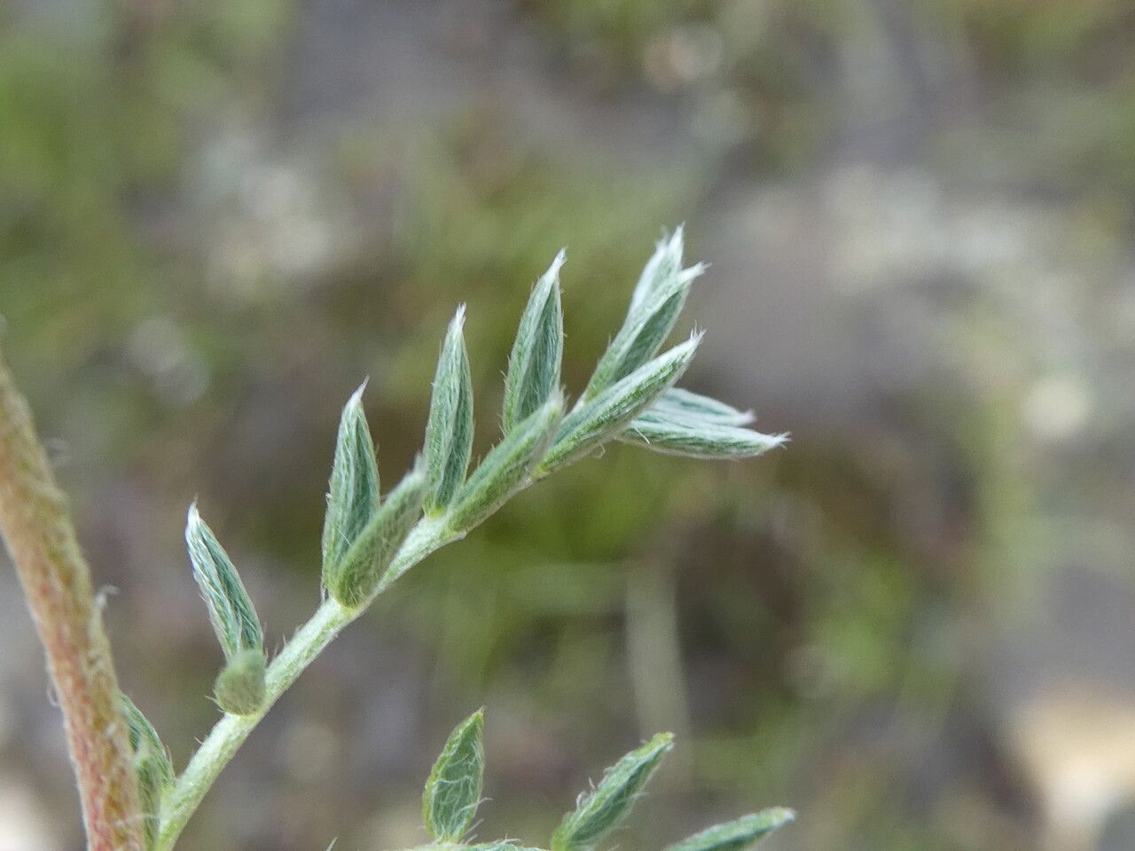 Oxytropis campestris leaf