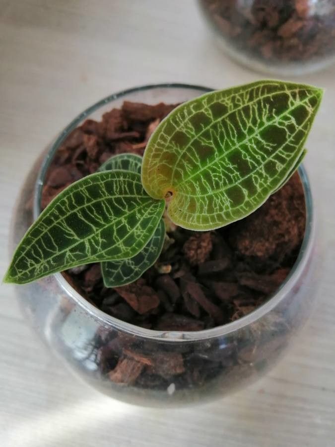 Anoectochilus imitans — related species from the same genus