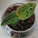 Anoectochilus imitans