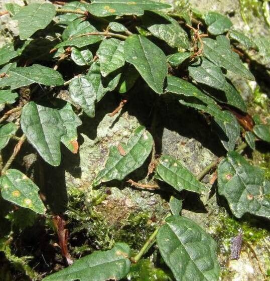 Ficus thunbergii — houseplant care guide