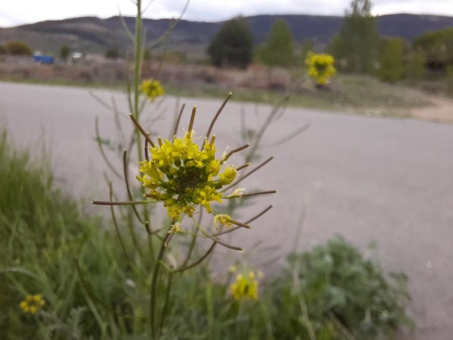 Descurainia pinnata flower