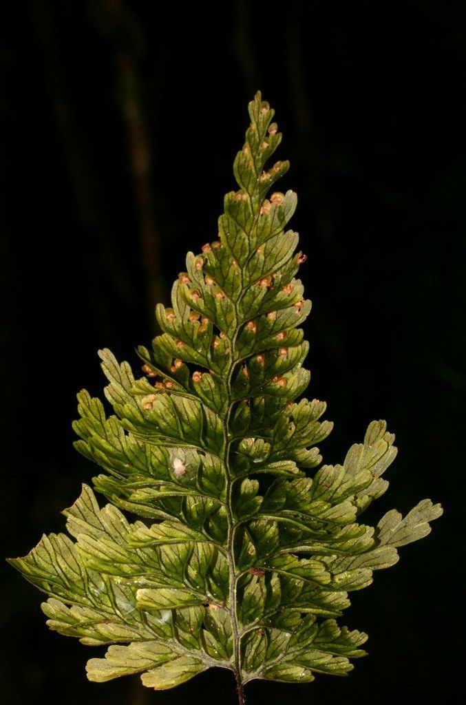 Hymenophyllum humboldtianum habit