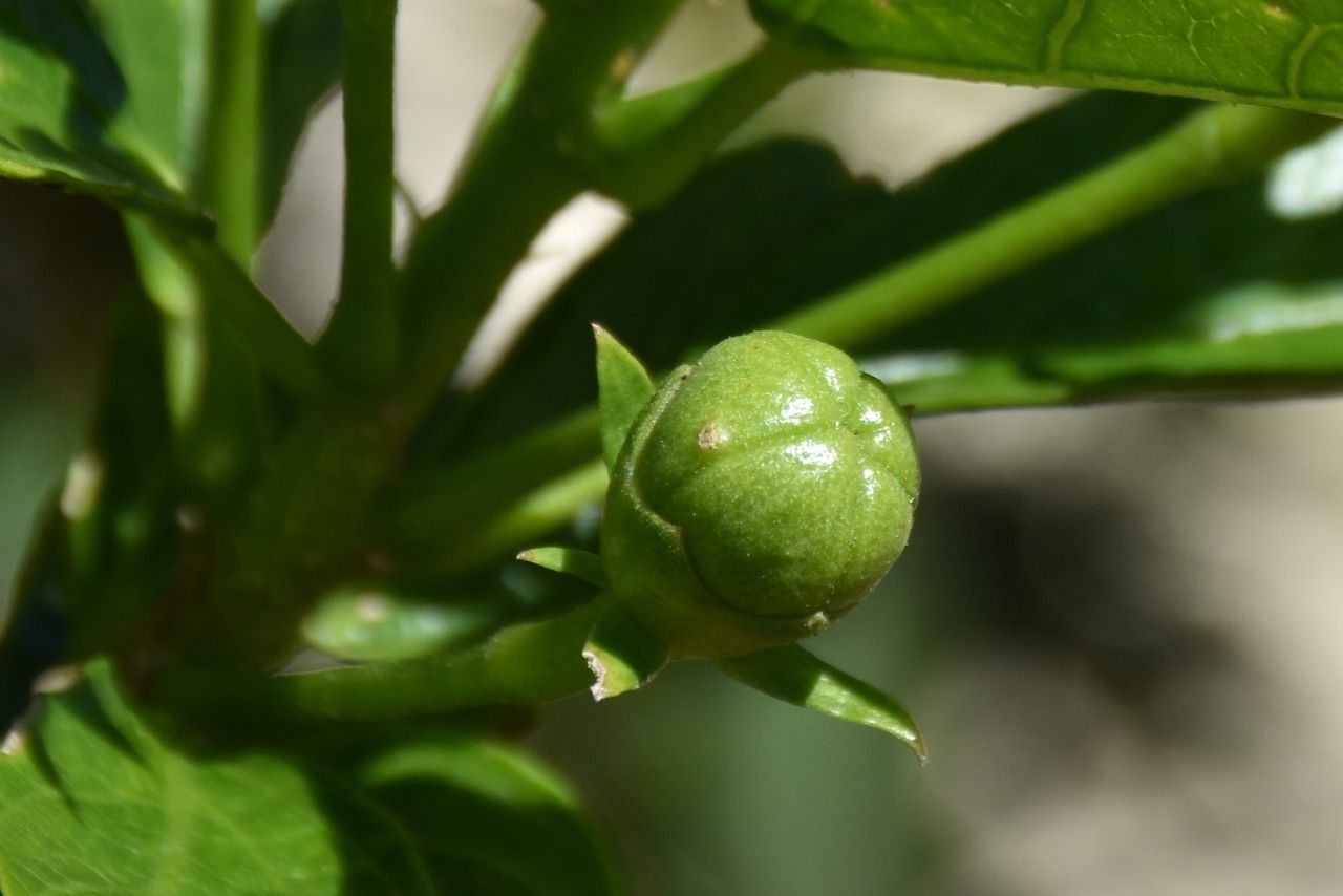 Hibiscus liliiflorus fruit