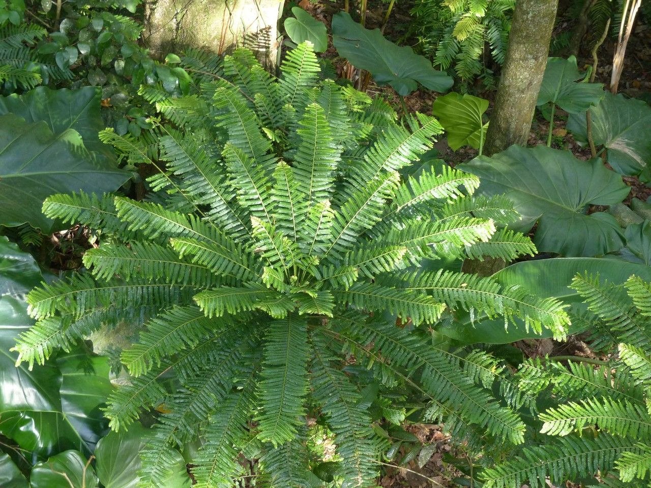 Phyllanthus mimosoides habit