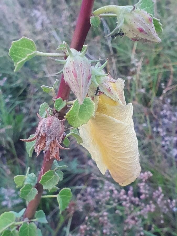 Hibiscus sparsiaculeatus flower