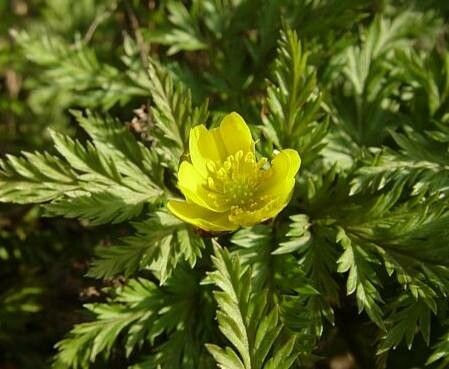 Adonis turkestanica — search result for 'Adonis'