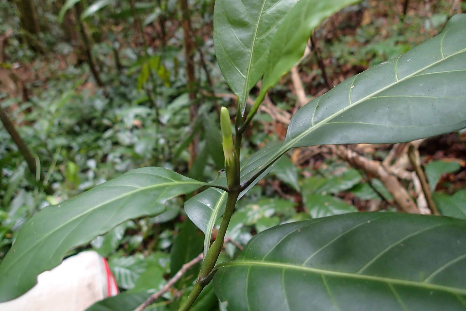 Atractocarpus ngoyensis leaf