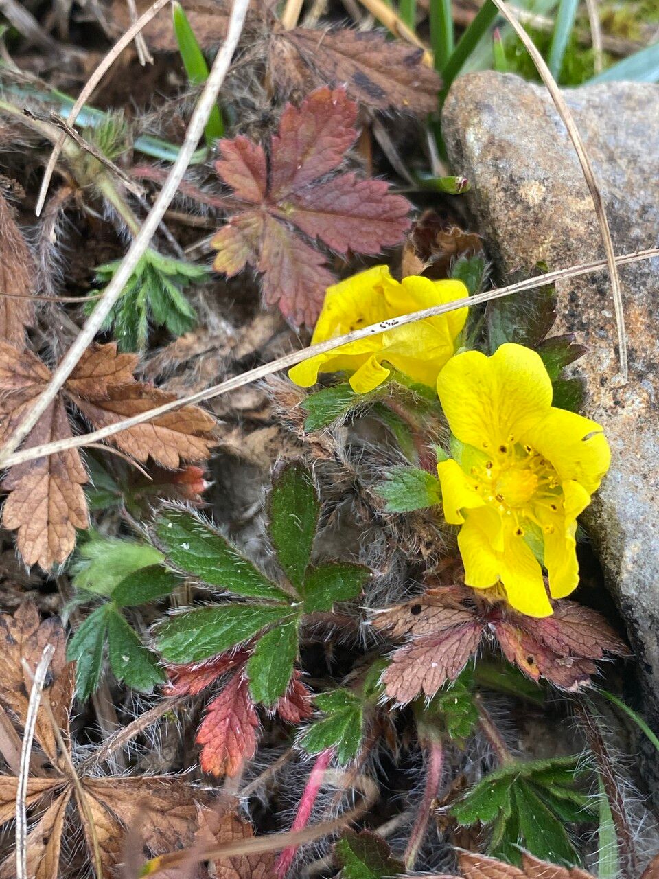 Potentilla crantzii — search result for 'Potentilla'