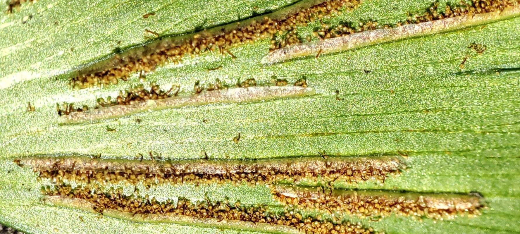 Asplenium megalura other