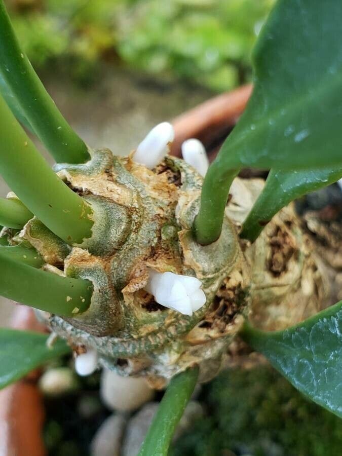 Myrmecodia beccarii flower
