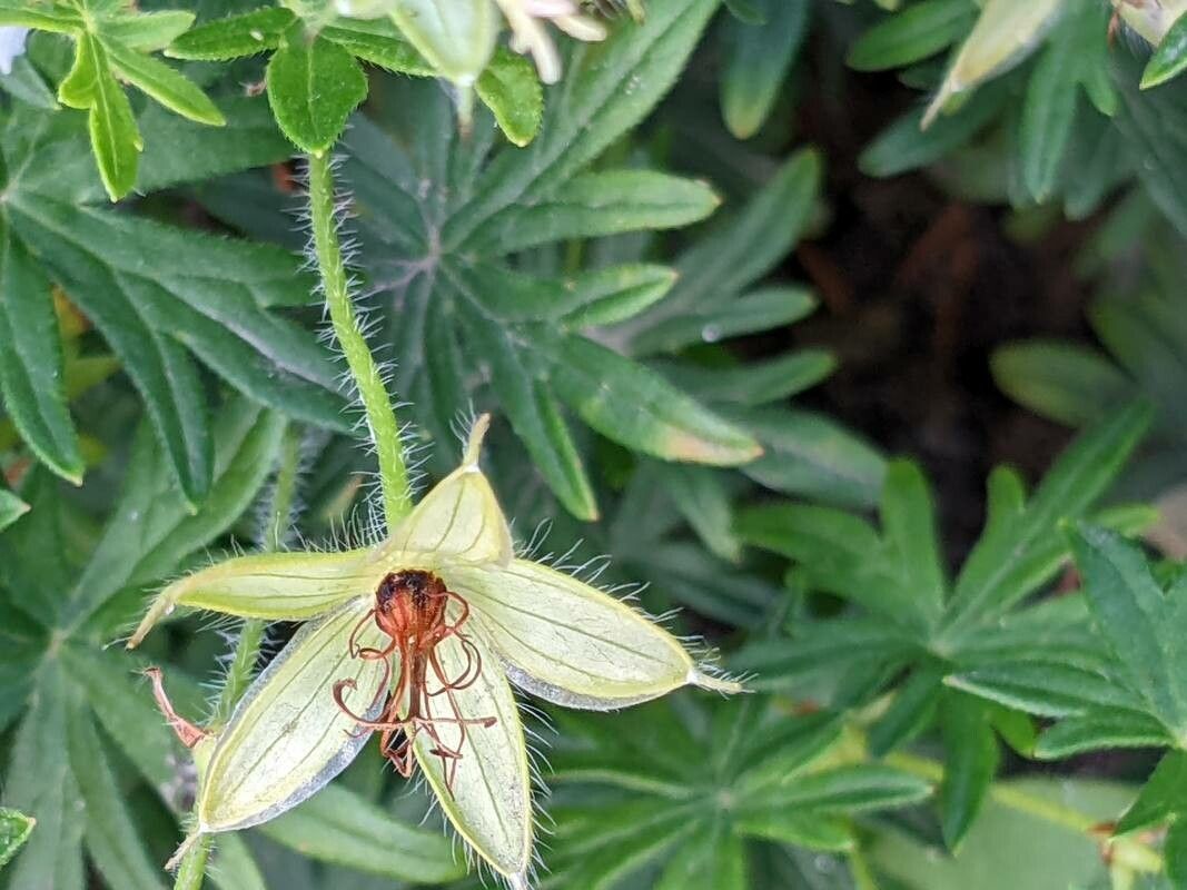 Geranium rivulare fruit