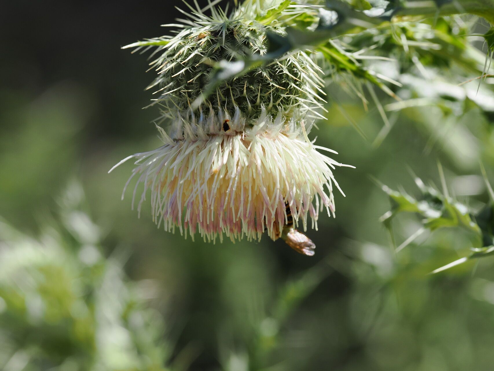 Cirsium echinus — search result for 'Cirsium'