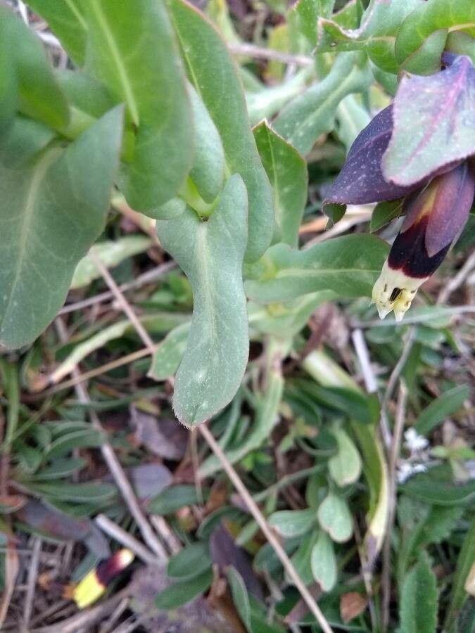Cerinthe major