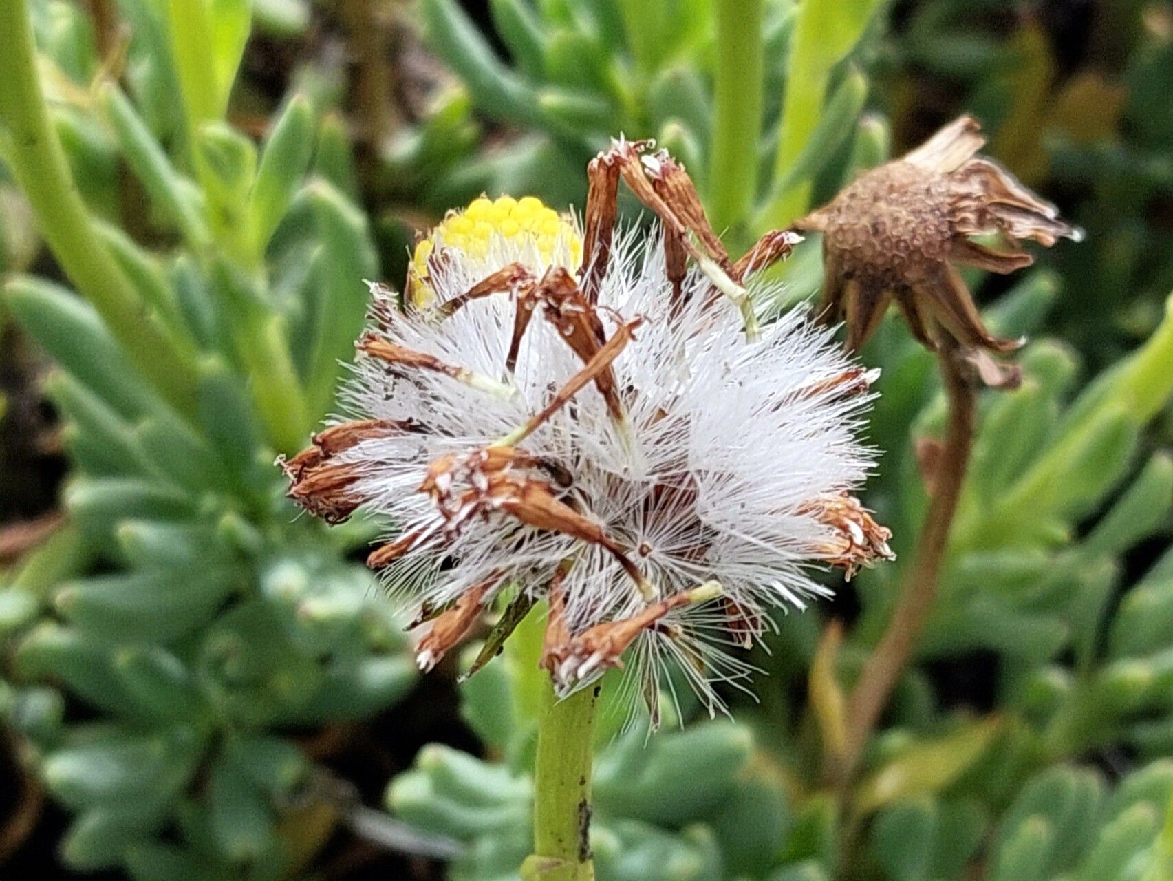 Senecio bipontinii fruit