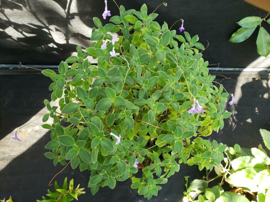 Streptocarpus caulescens habit