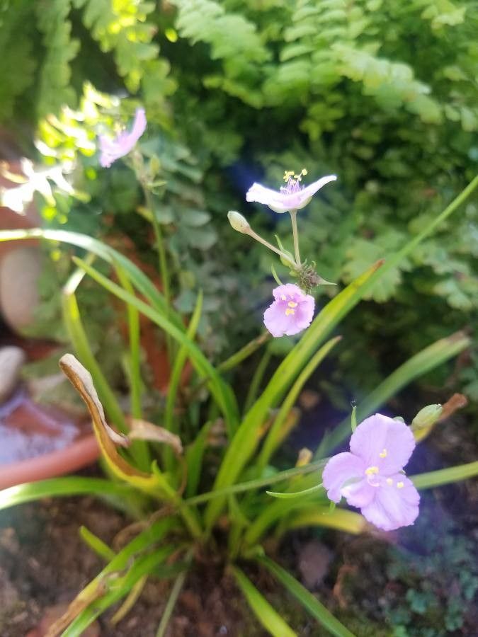 Callisia rosea — houseplant care guide