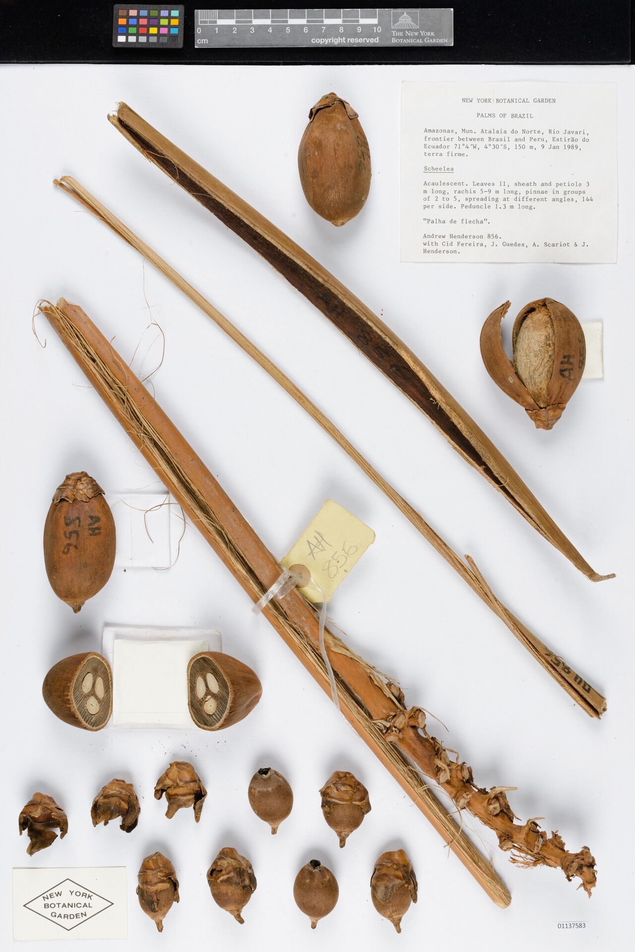 Attalea insignis fruit