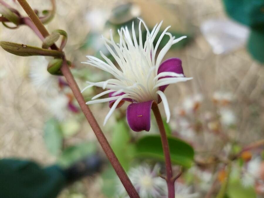 Clematis smilacifolia flower
