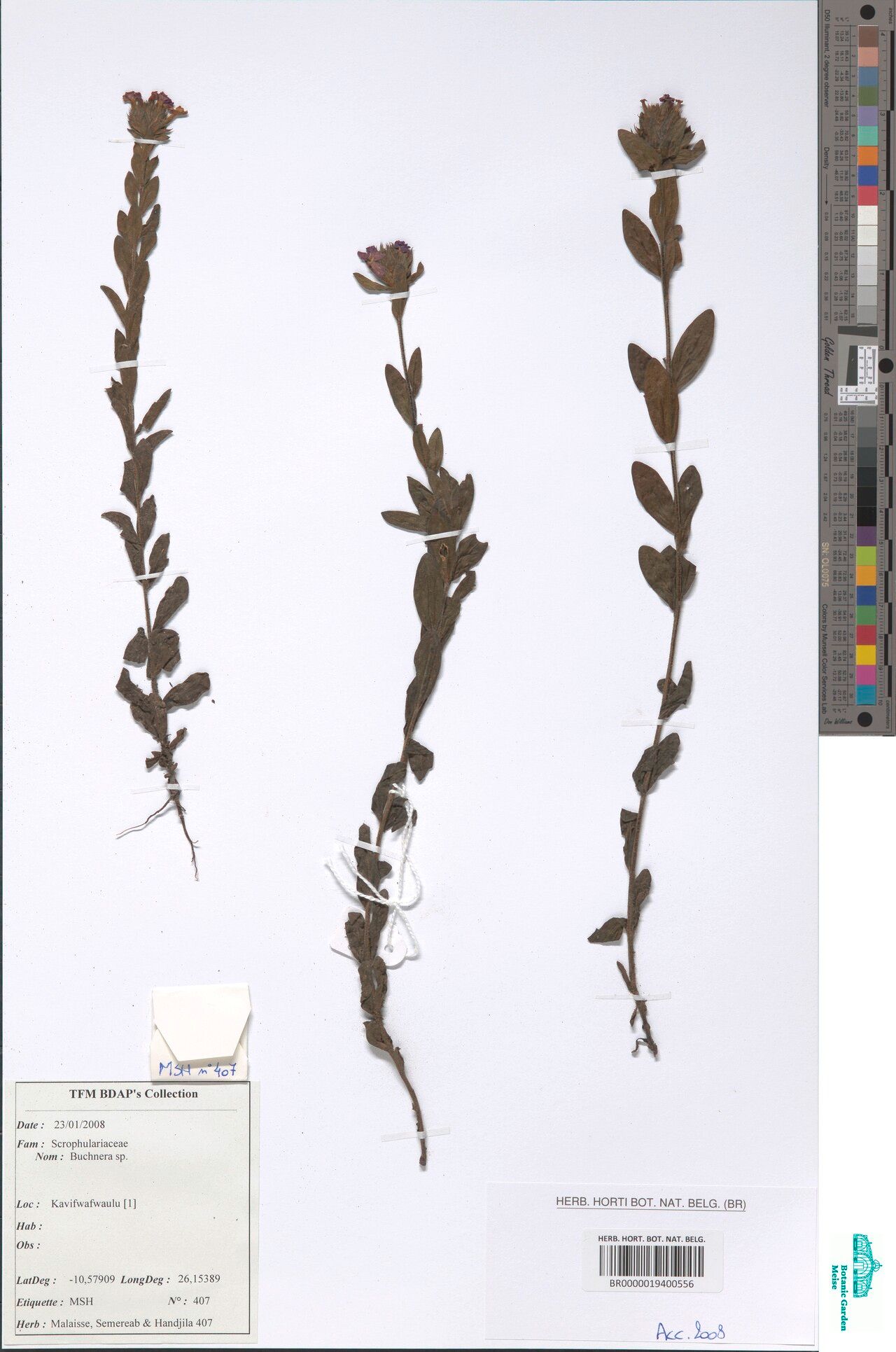 Buchnera metallorum — houseplant care guide