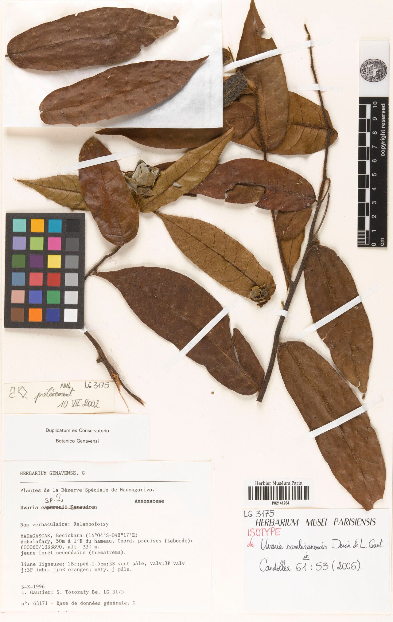 Uvaria sambiranensis — houseplant care guide