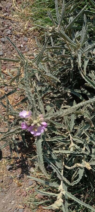 Sphaeralcea angustifolia flower