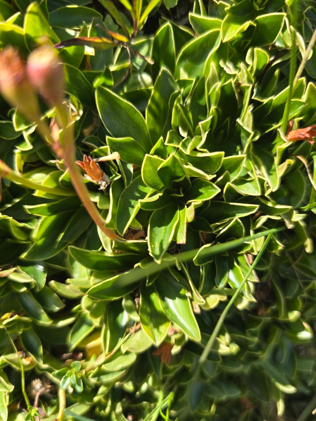 Primula wulfeniana — houseplant care guide