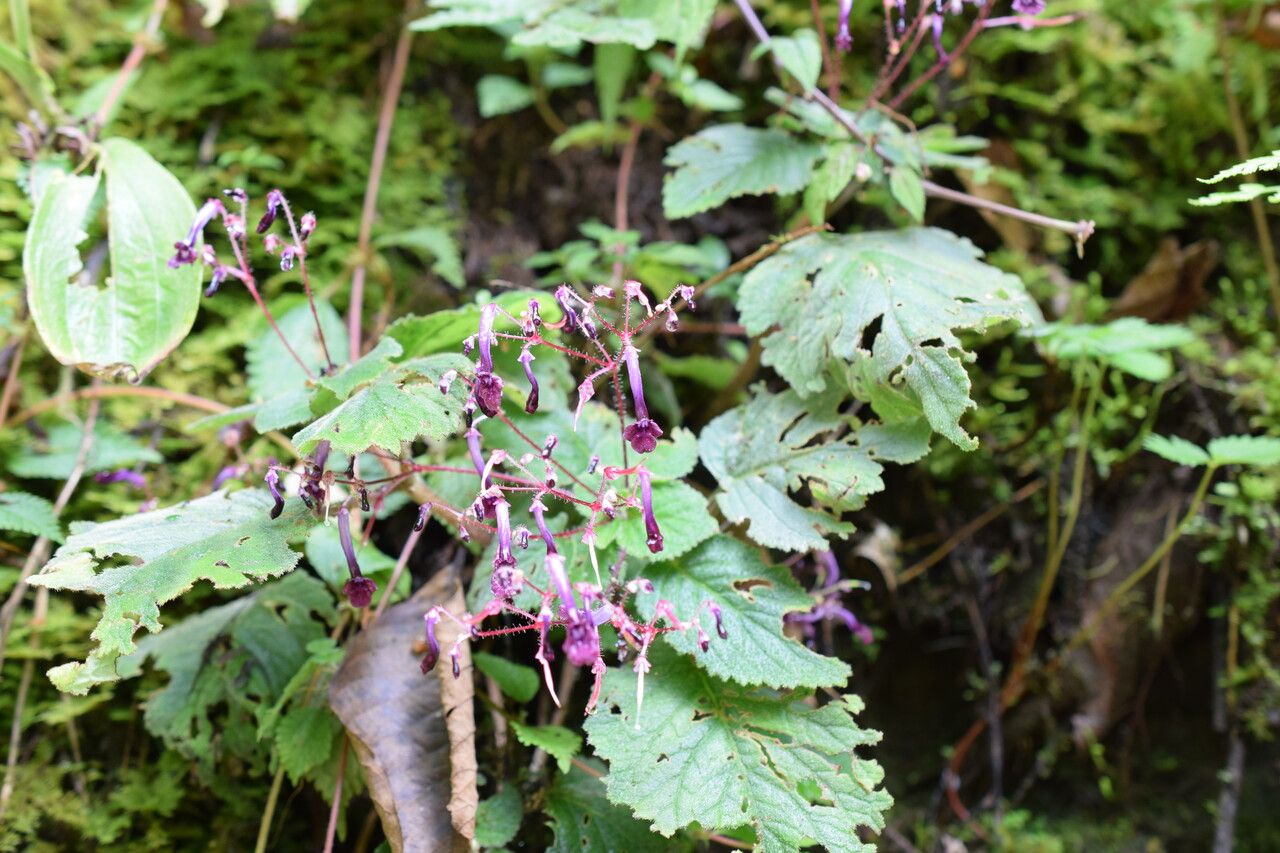 Didymocarpus albicalyx habit