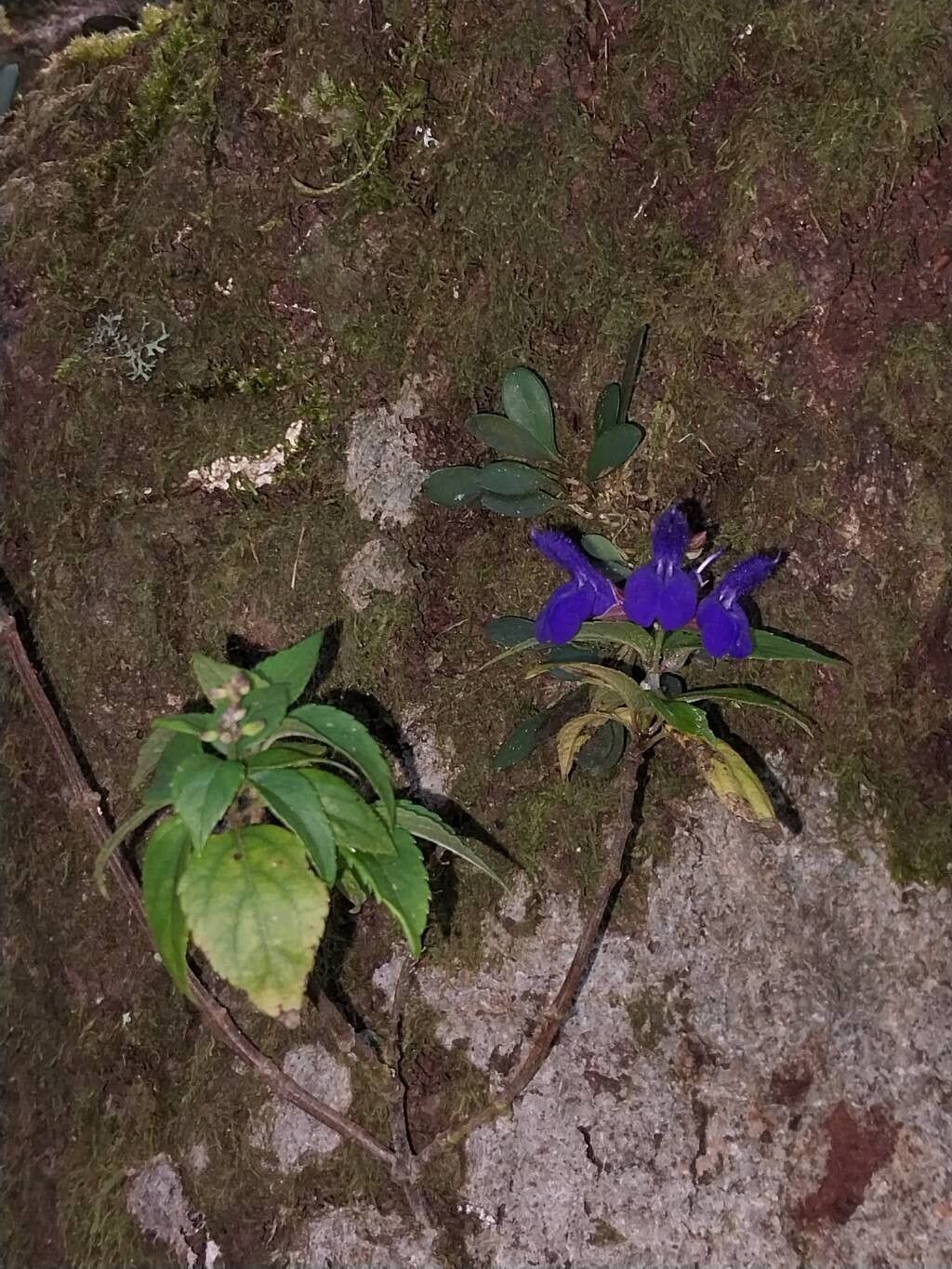 Salvia pteroura — houseplant care guide