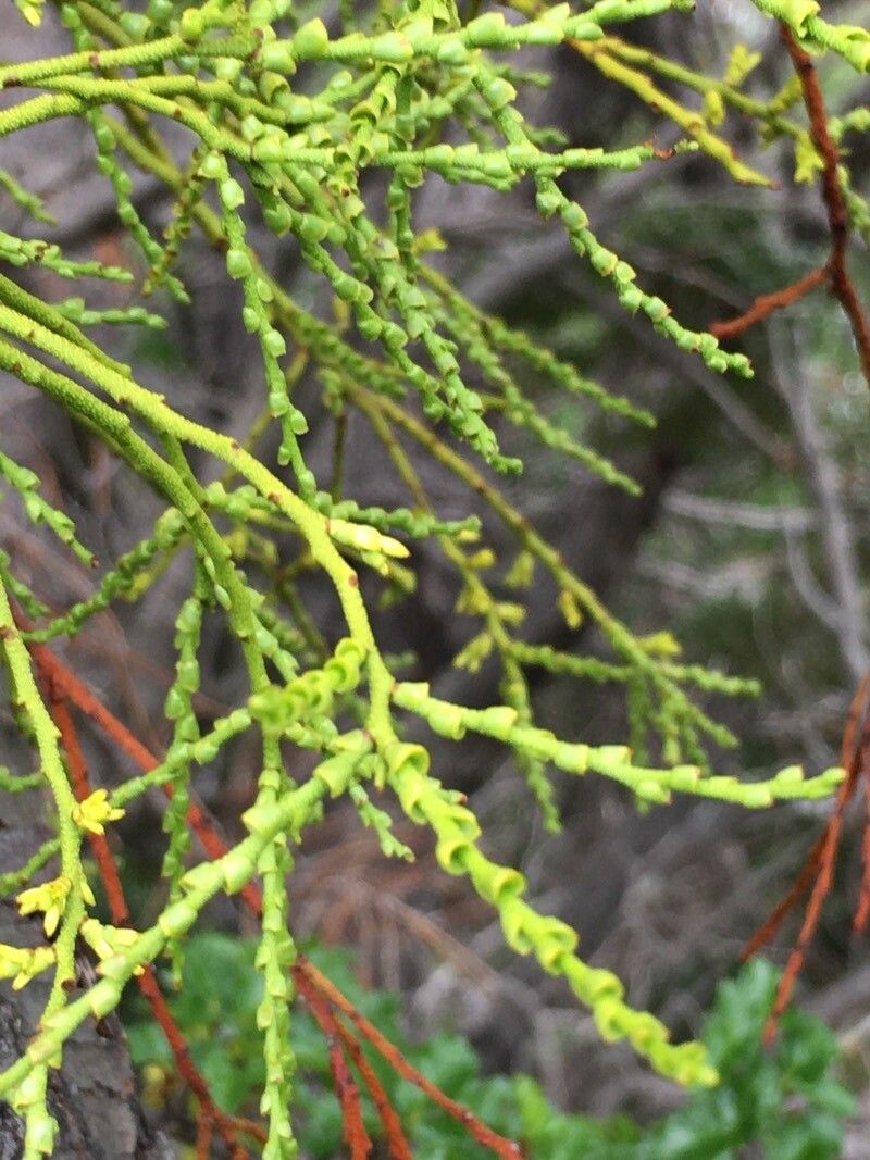 Misodendrum punctulatum leaf
