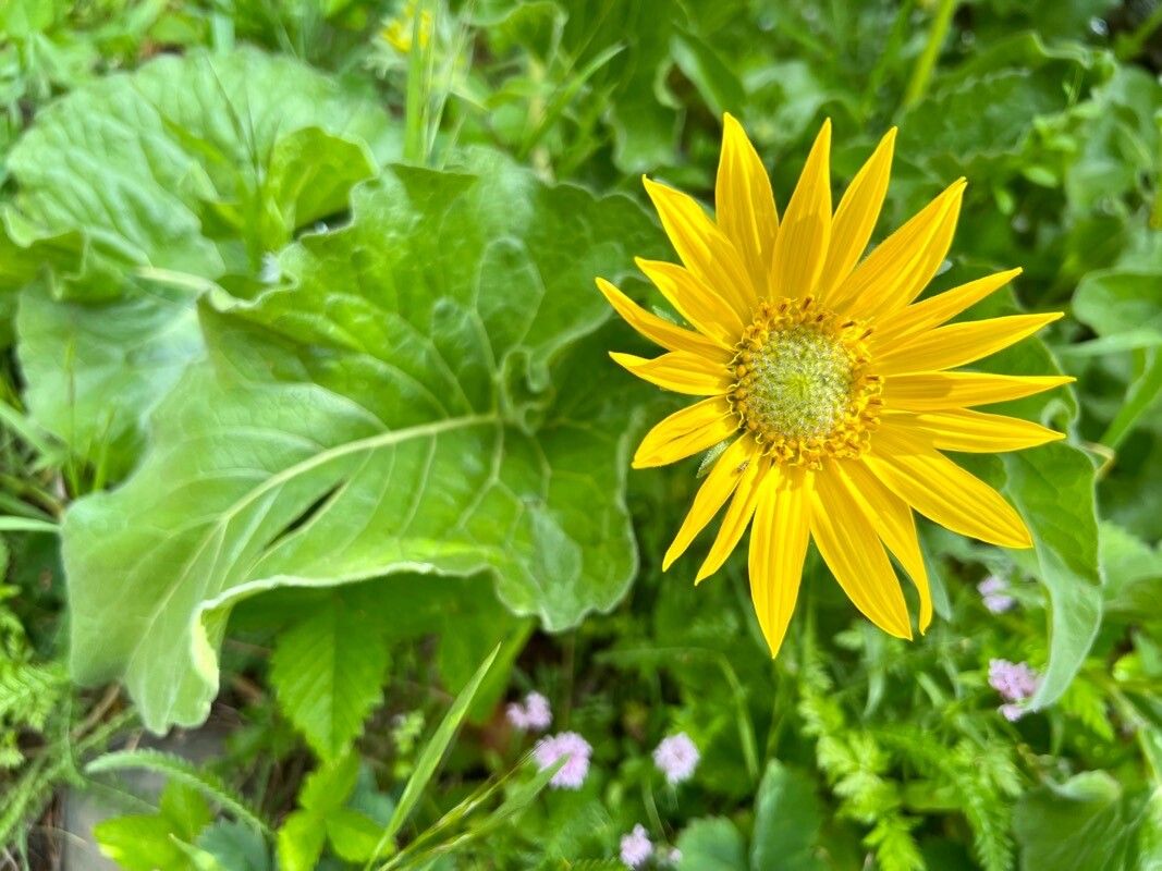 Balsamorhiza deltoidea — houseplant care guide