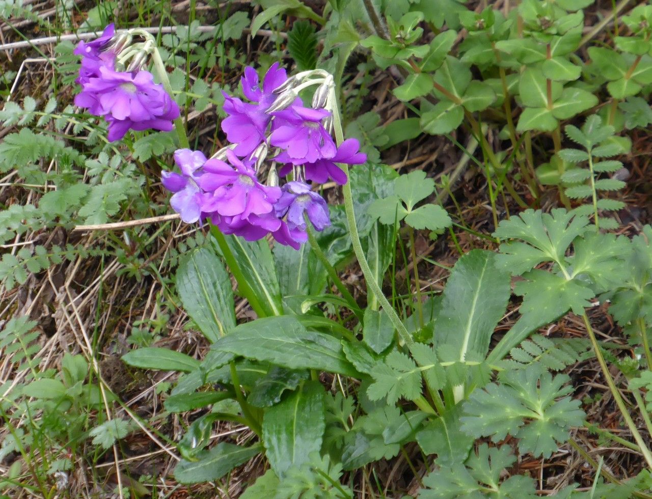 Primula calliantha flower