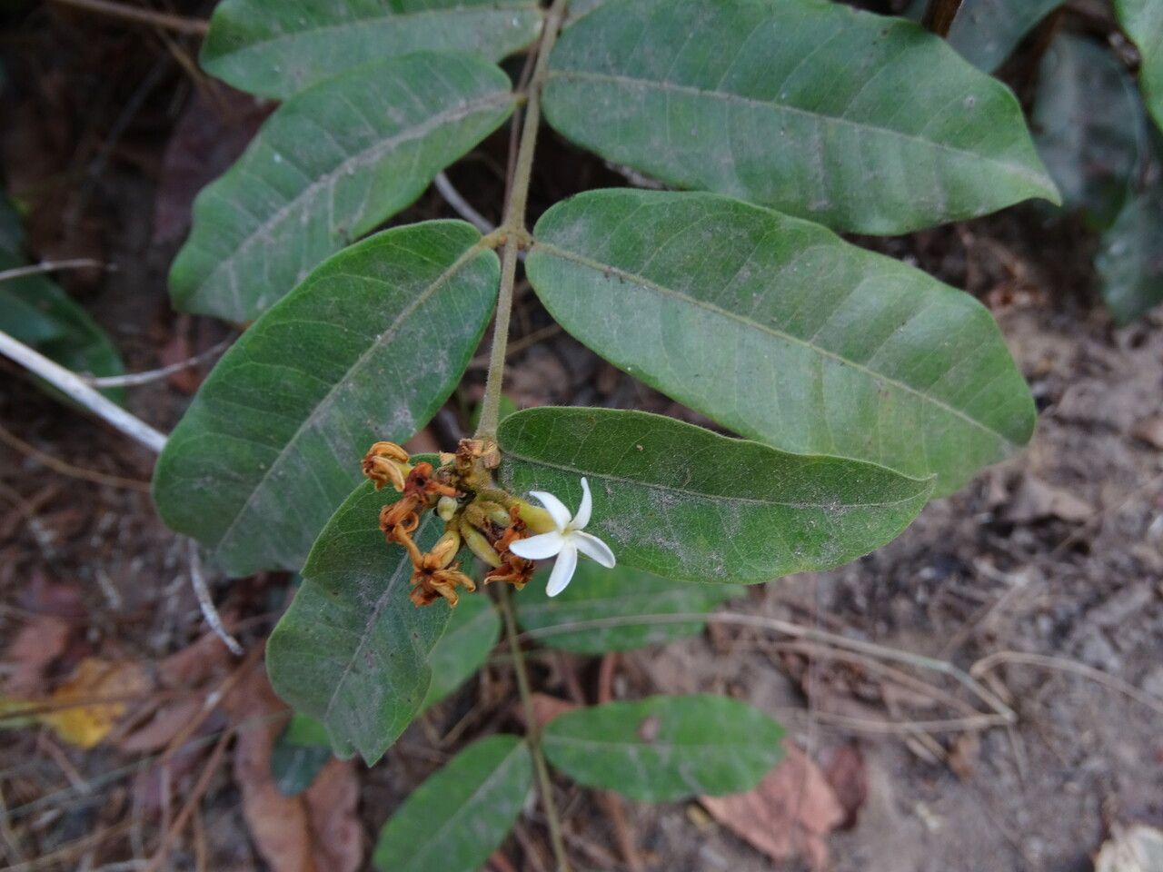 Saba senegalensis flower