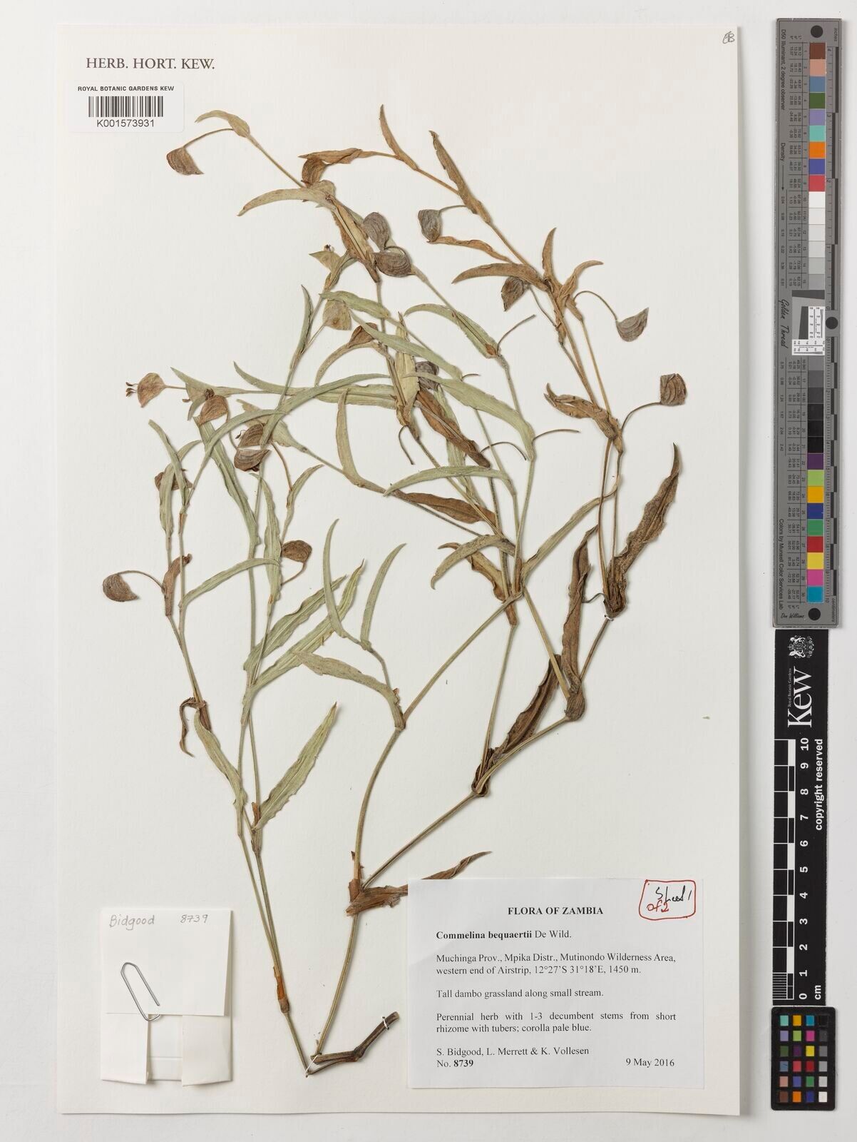 Commelina bequaertii — search result for 'Commelina'