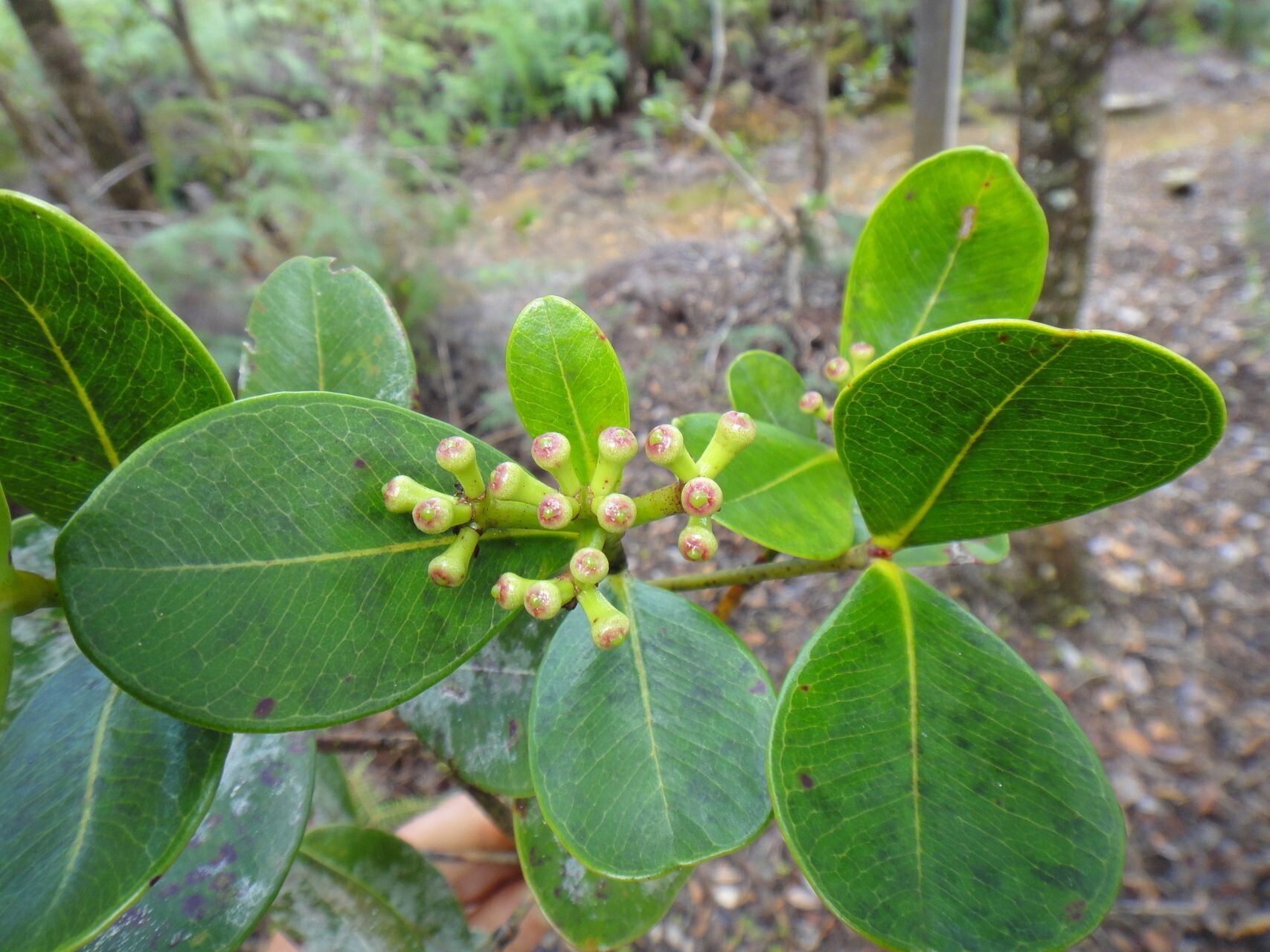 Syzygium rhopalanthum fruit