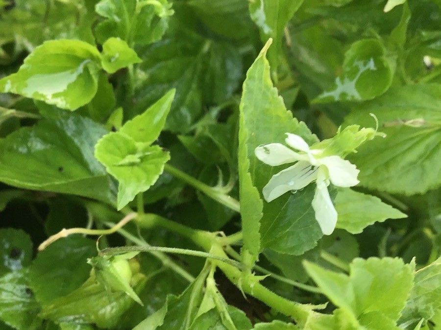 Viola Striata flower