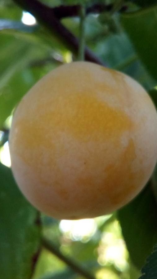 Prunus insititia fruit