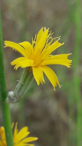 Chondrilla juncea flower