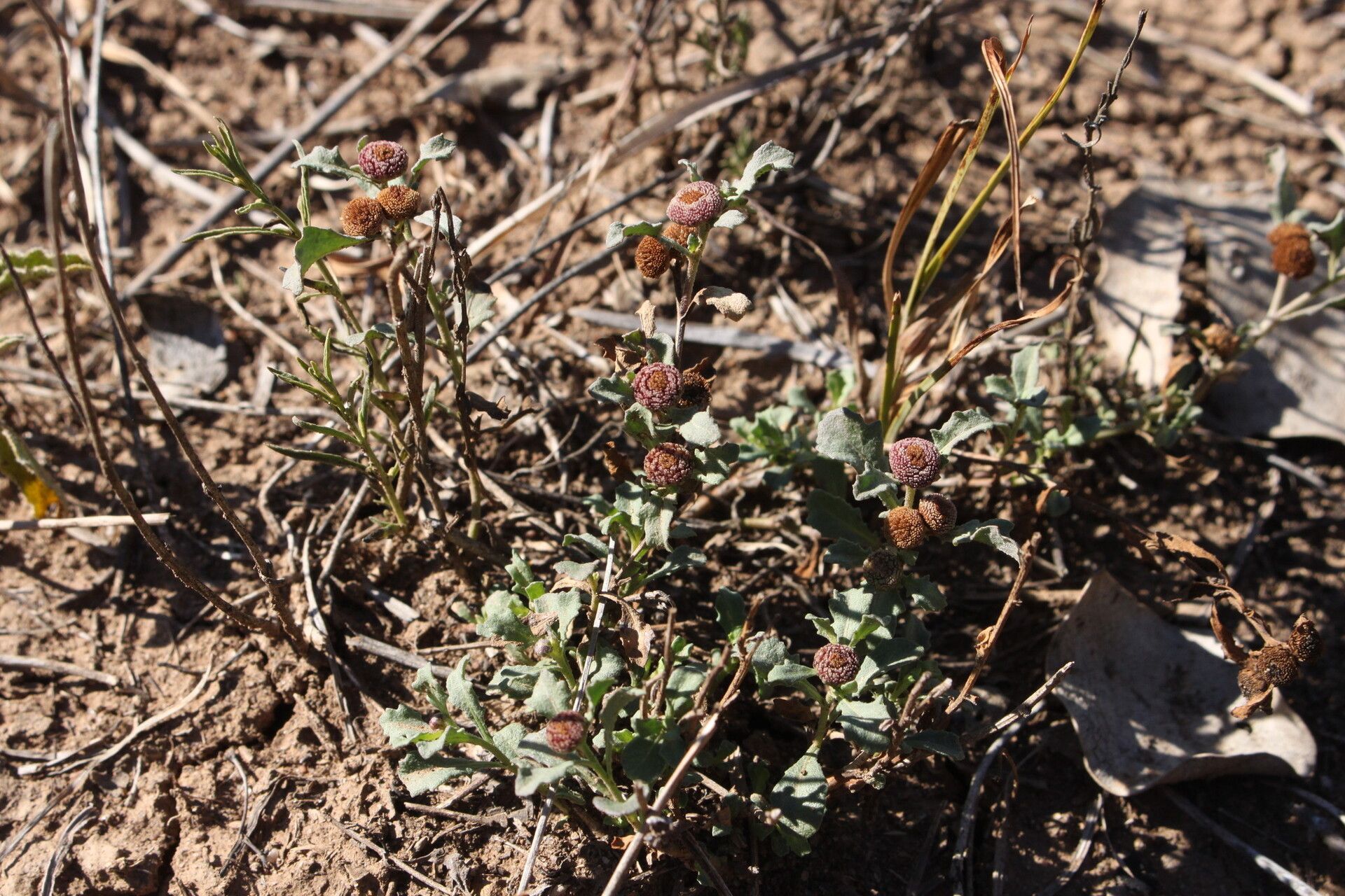 Sphaeromorphaea littoralis — related species from the same genus
