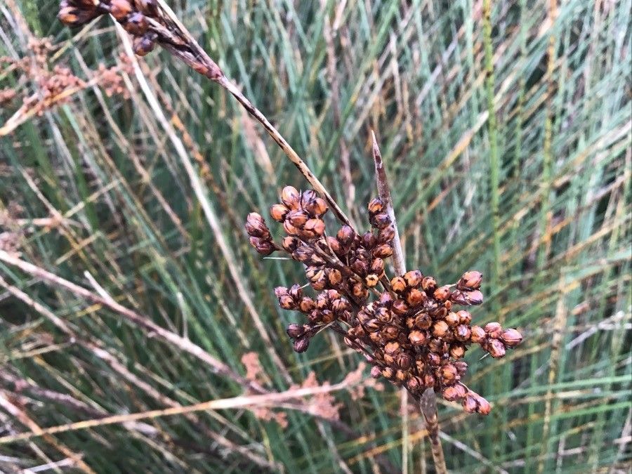 Juncus inflexus fruit
