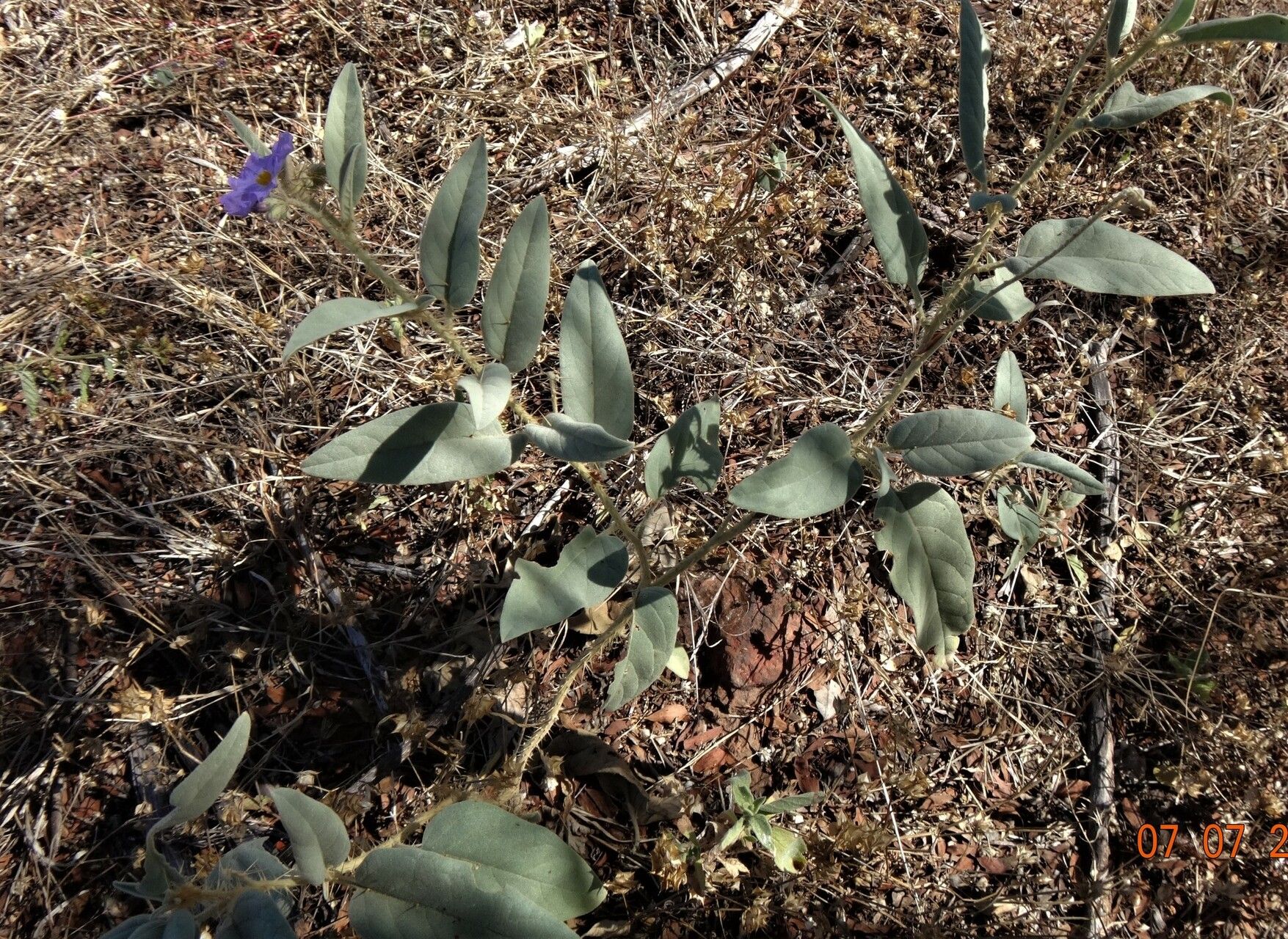 Solanum echinatum habit