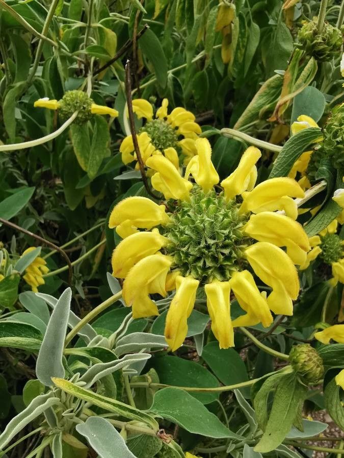 Phlomis grandiflora flower