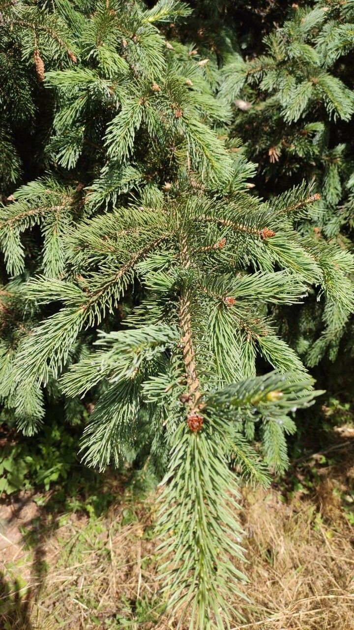 Picea smithiana leaf