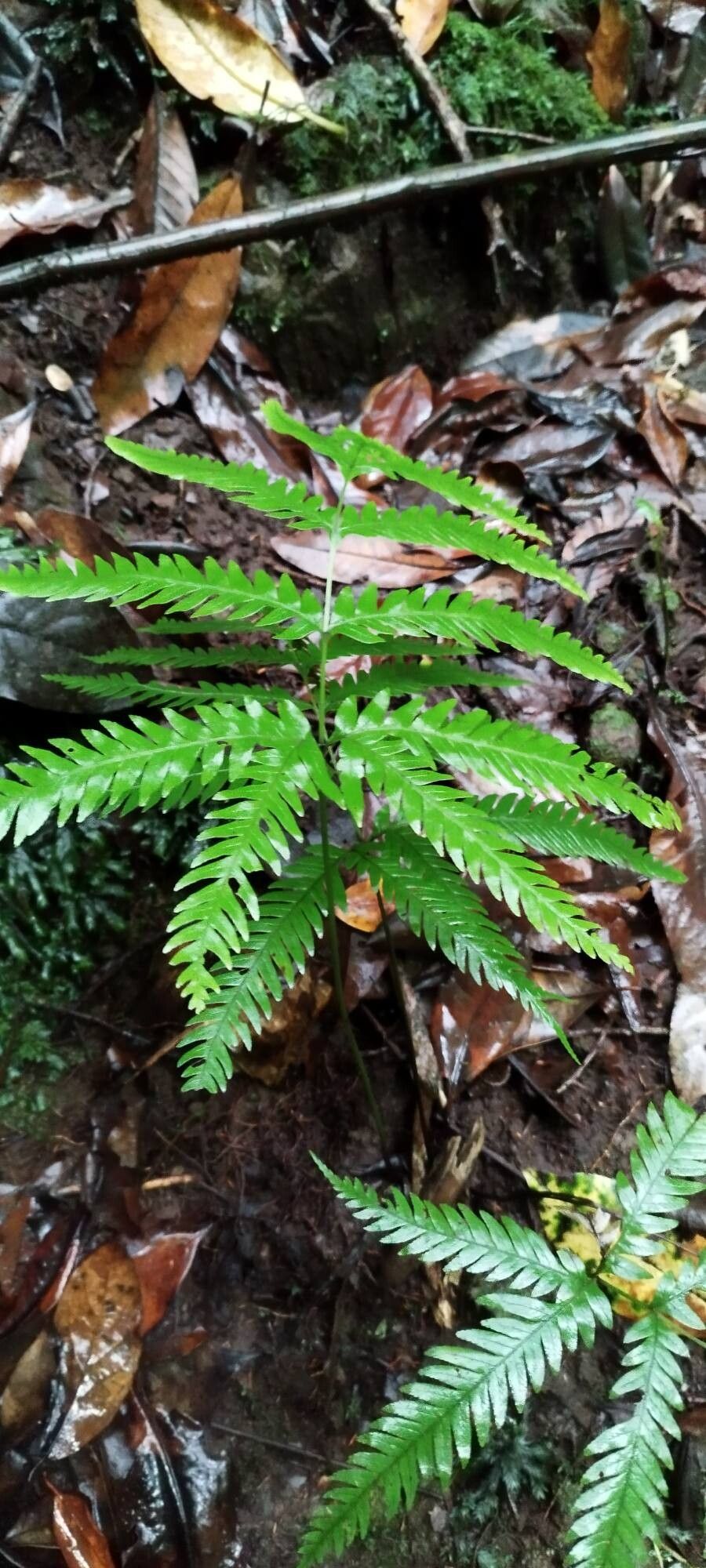 Pteris incompleta leaf