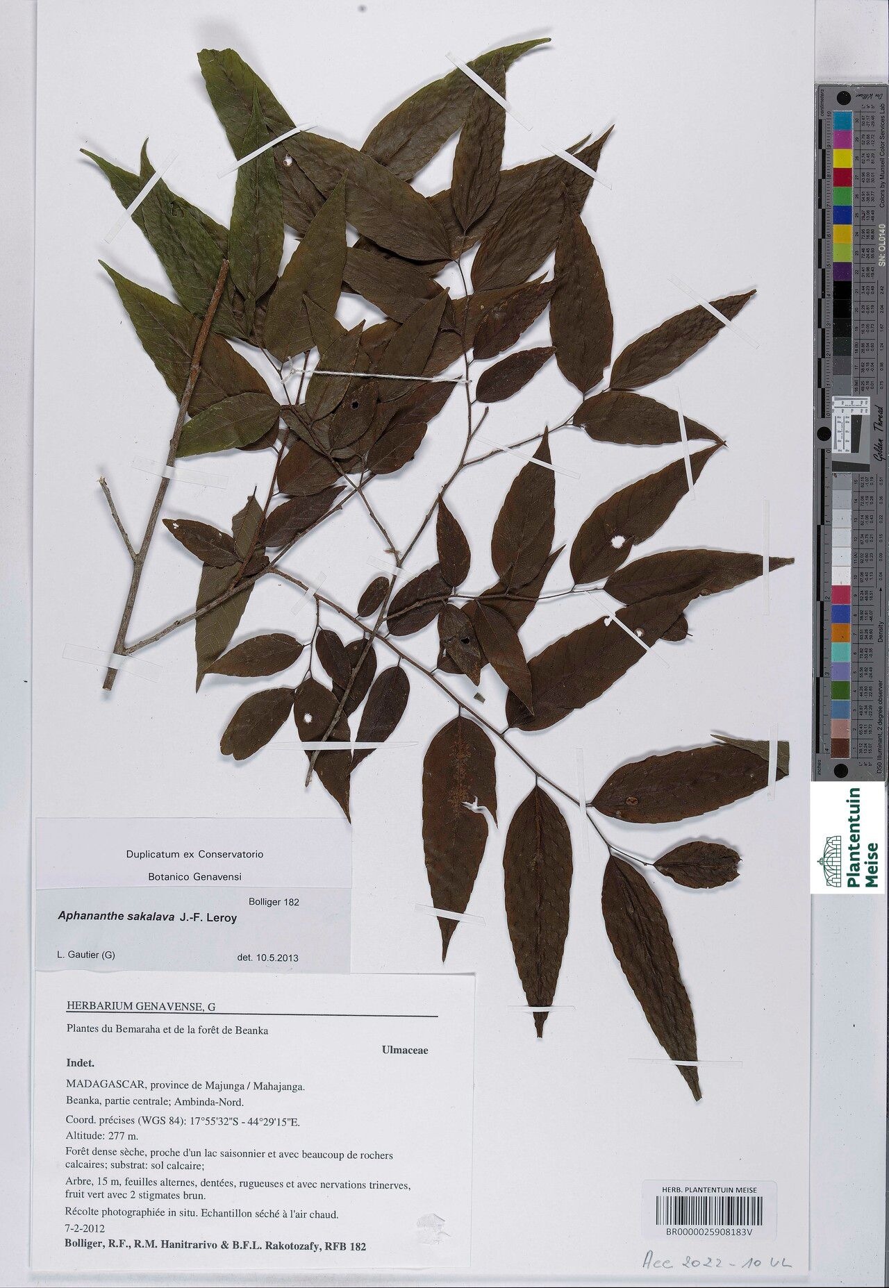 Aphananthe sakalava — related species from the same genus