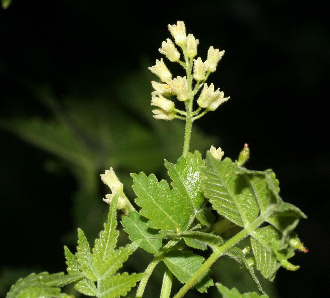 Bursera glabra other