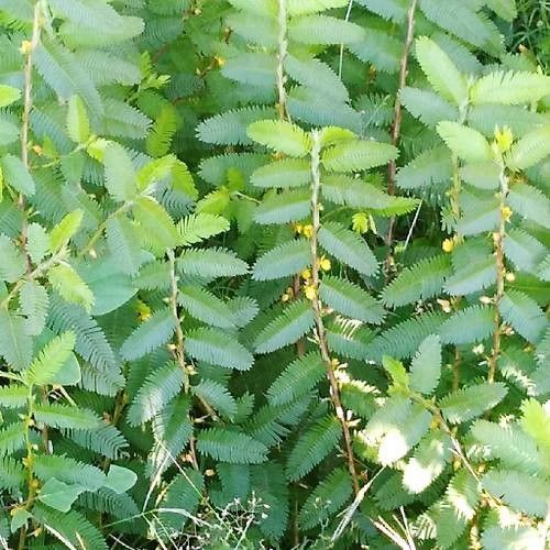 Chamaecrista nictitans leaf