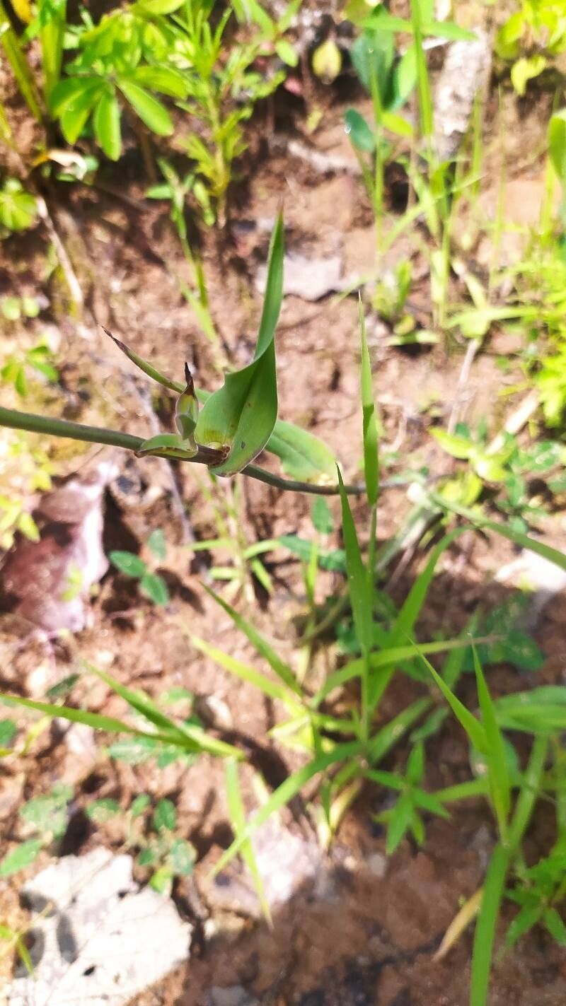 Calochortus cernuus — houseplant care guide