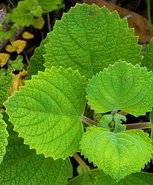 Coleus graveolens — search result for 'Coleus'